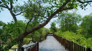 Lokasi Hutan Mangrove yang Dapat di Jadikan Tempat Wisata